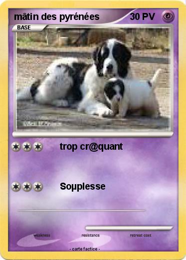 Pokemon mâtin des pyrénées