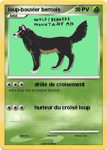 Pokemon loup-bouvier bernois
