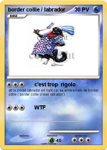 Pokemon border collie / labrador