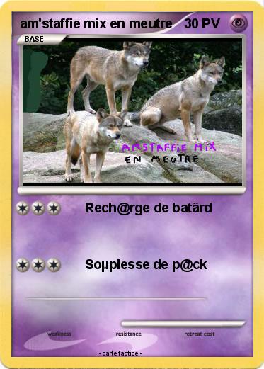 Pokemon am'staffie mix en meutre