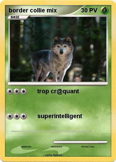 Pokemon border collie mix