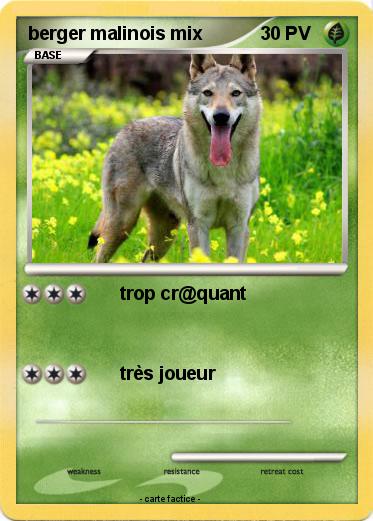 Pokemon berger malinois mix