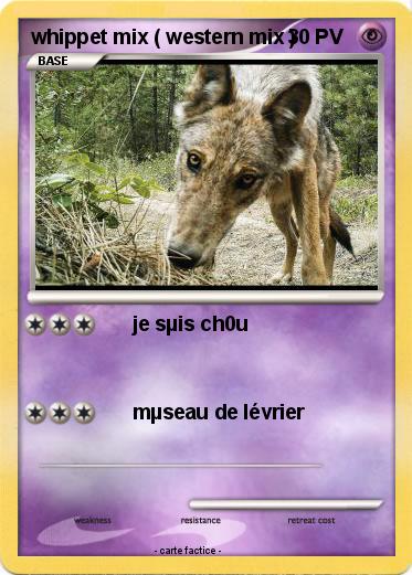 Pokemon whippet mix ( western mix )