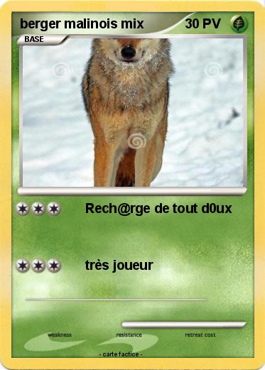 Pokemon berger malinois mix