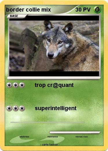Pokemon border collie mix