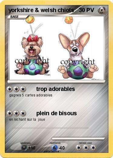 Pokemon yorkshire & welsh chiots