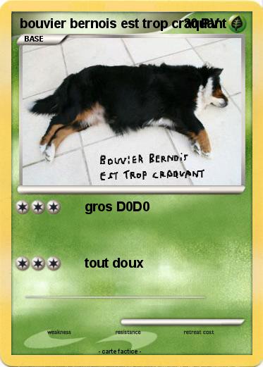 Pokemon bouvier bernois est trop craquant
