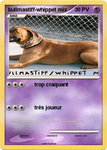 Pokemon bullmastiff-whippet mix