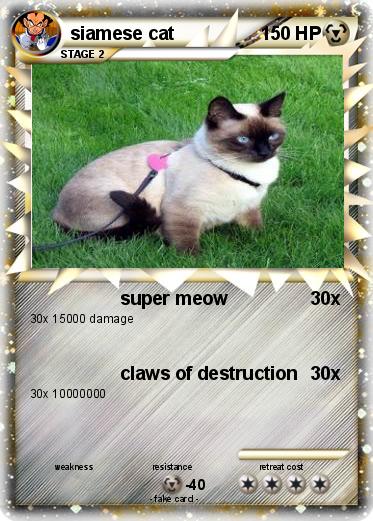 Pokemon siamese cat