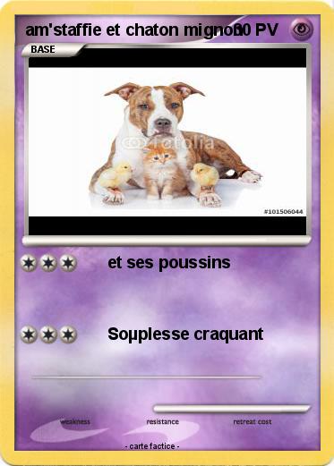 Pokemon am'staffie et chaton mignon