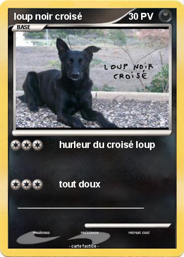 Pokemon loup noir croisé