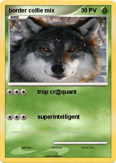 Pokemon border collie mix