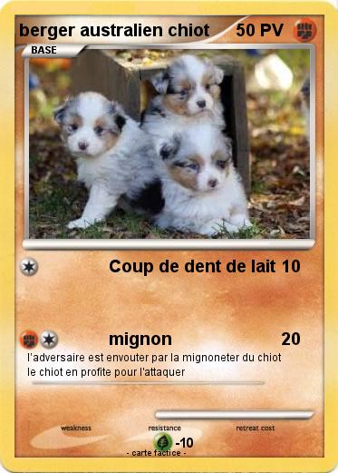 Pokemon berger australien chiot