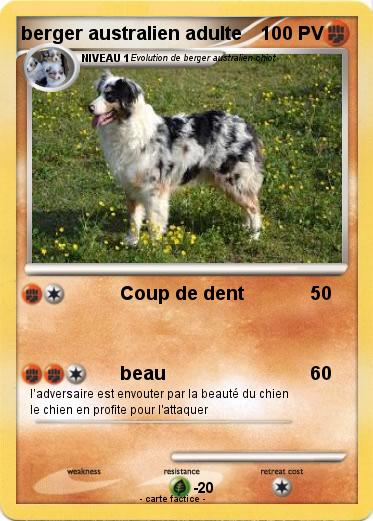 Pokemon berger australien adulte
