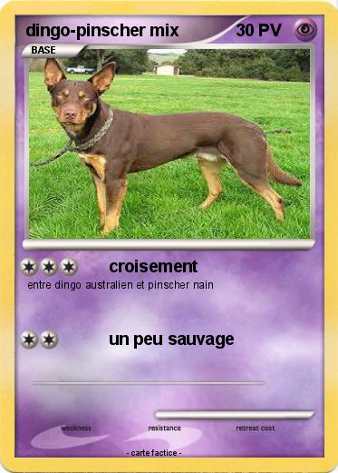 Pokemon dingo-pinscher mix
