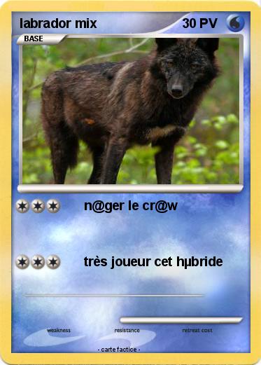 Pokemon labrador mix