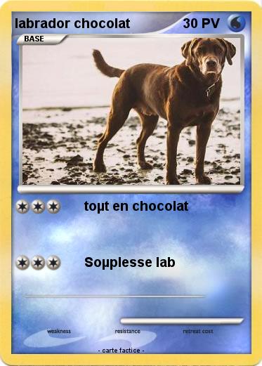 Pokemon labrador chocolat