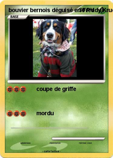 Pokemon bouvier bernois déguisé en Freddy Kruege