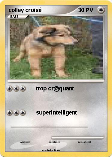 Pokemon colley croisé