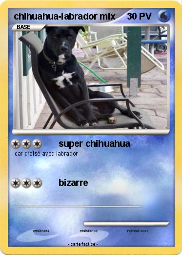 Pokemon chihuahua-labrador mix