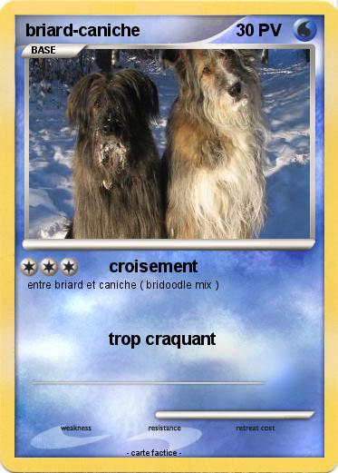 Pokemon briard-caniche