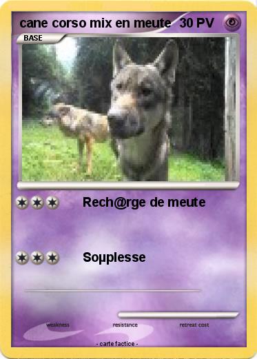 Pokemon cane corso mix en meute