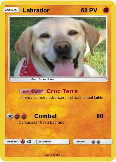 Pokemon Labrador