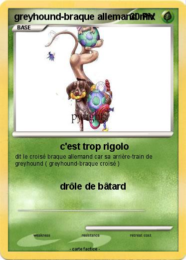 Pokemon greyhound-braque allemand mix