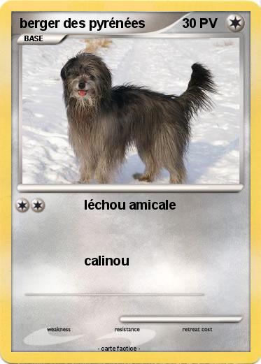 Pokemon berger des pyrénées