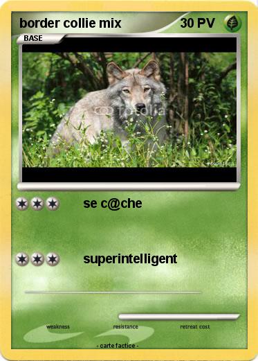 Pokemon border collie mix