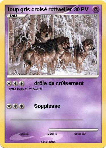 Pokemon loup gris croisé rottweiler