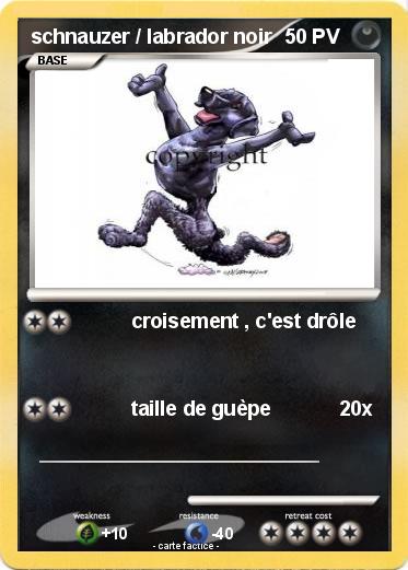 Pokemon schnauzer / labrador noir