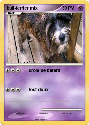Pokemon bull-terrier mix