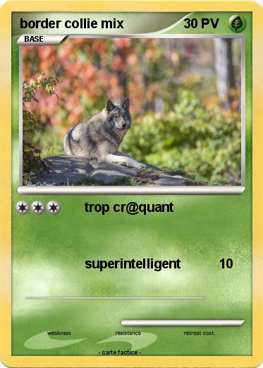 Pokemon border collie mix