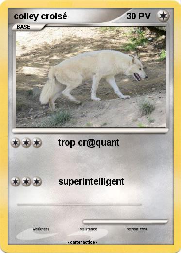 Pokemon colley croisé