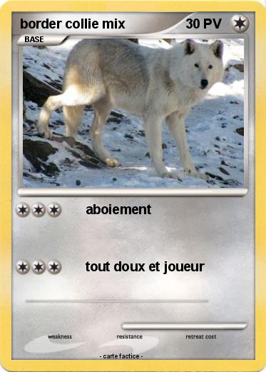 Pokemon border collie mix