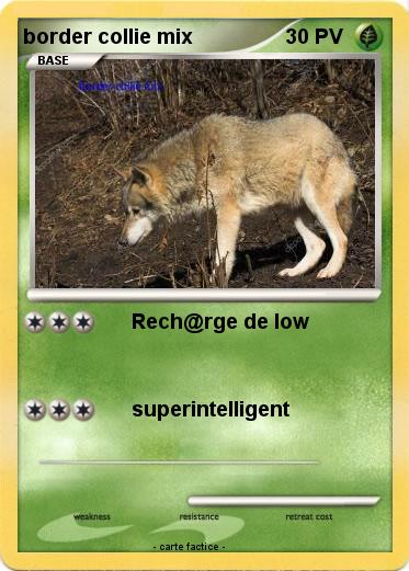 Pokemon border collie mix