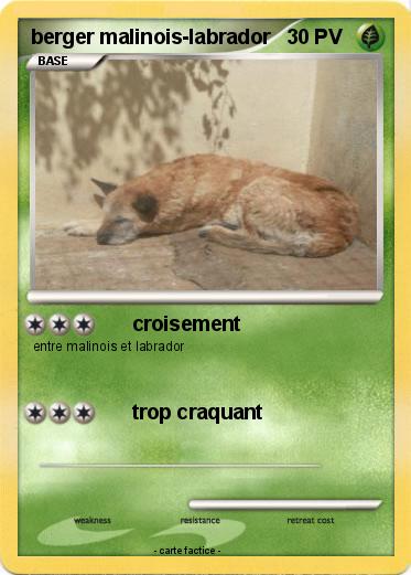 Pokemon berger malinois-labrador