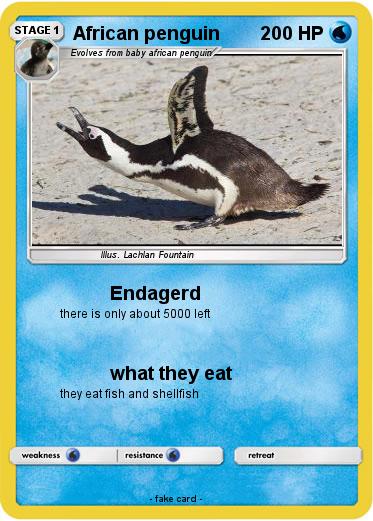 Pokemon African penguin