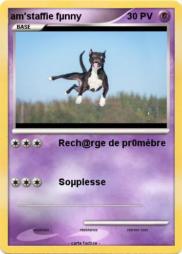 Pokemon am'staffie fµnny