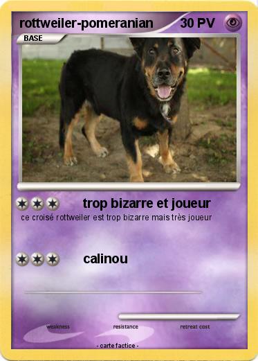 Pokemon rottweiler-pomeranian