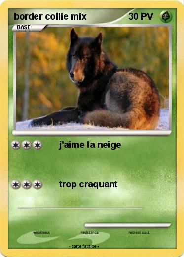 Pokemon border collie mix