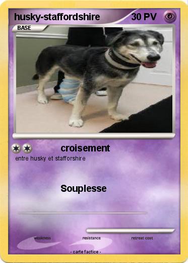 Pokemon husky-staffordshire