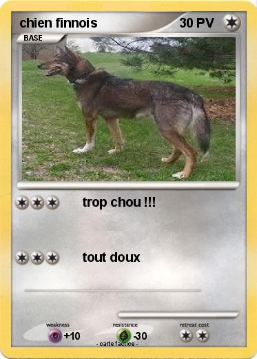 Pokemon chien finnois