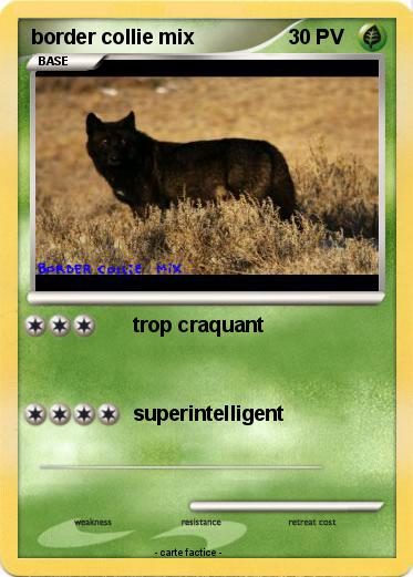 Pokemon border collie mix