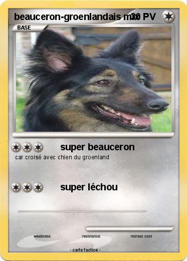 Pokemon beauceron-groenlandais mix