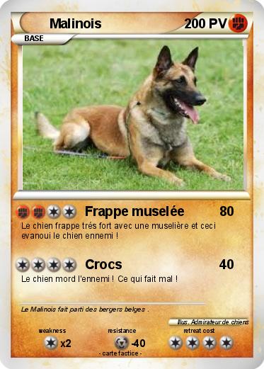 Pokemon Malinois