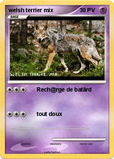 Pokemon welsh terrier mix