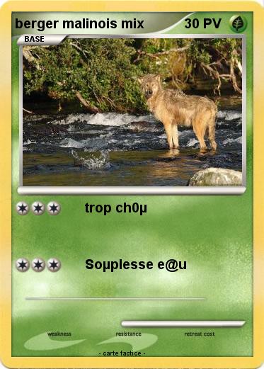 Pokemon berger malinois mix