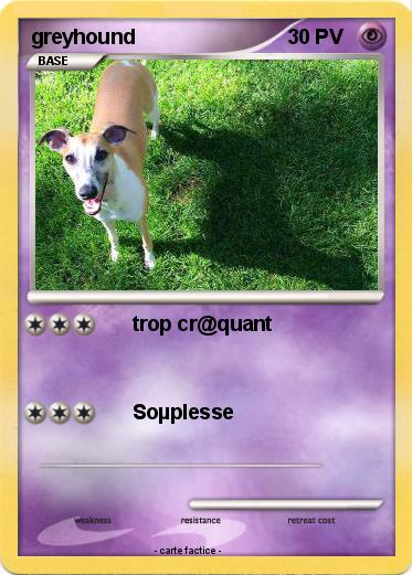 Pokemon greyhound